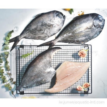 קפוא W/R brama brama